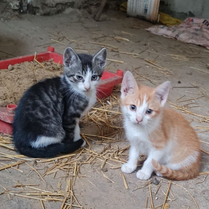 4 kociszki na wydanie KOTKI
