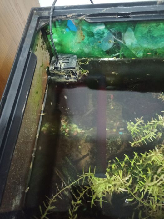 Aquário 60lts con plantas e peixes