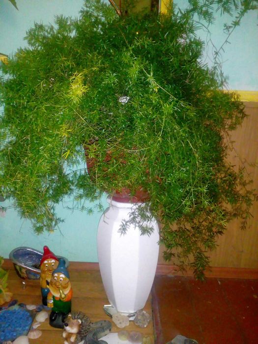 аспарагус  Апельсин кімнатний Кактус