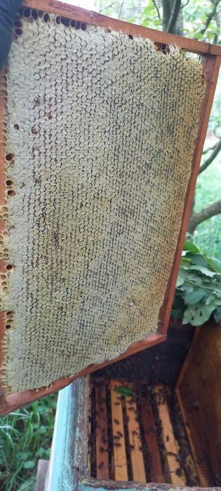 Продам бджолопакети, відводки