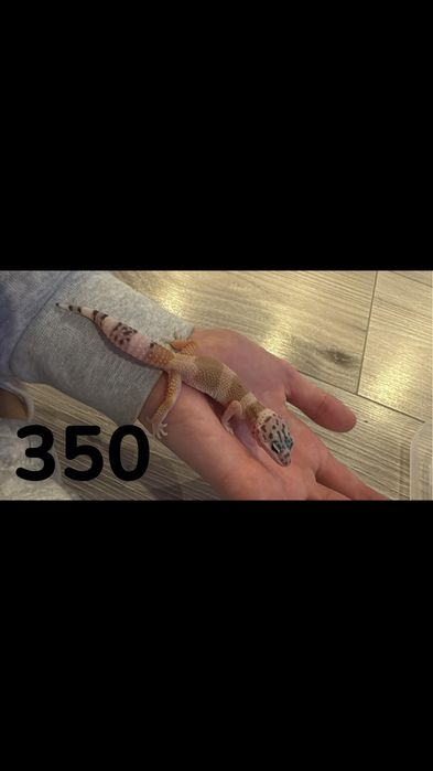 Sprzedam gekony lamparcie oraz madagaskarskie