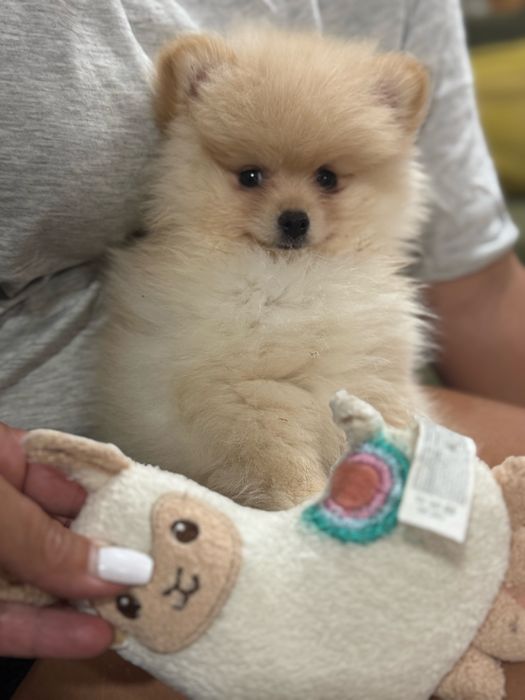 Lulu da Pomerânia beje macho com LOP