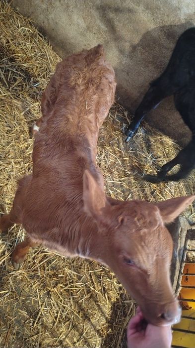 Sprzedam jałówkę mięsna