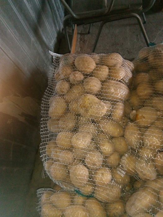 sprzedam ziemniaki jadalne lord i krolowa anna