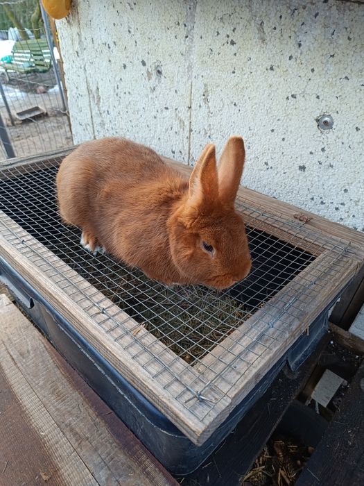 Samiec NC  3.5 mies.