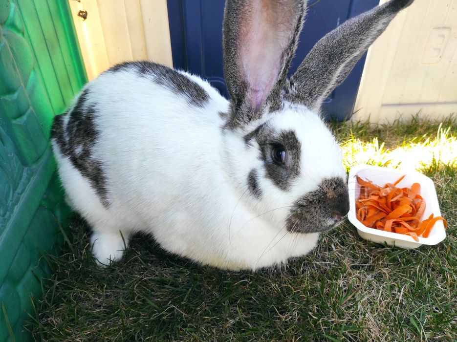 Króliki hodowlane , samice