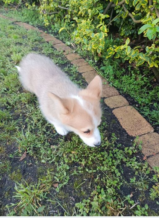 Suczka Welsh Corgi PEMBROKE - KREDA