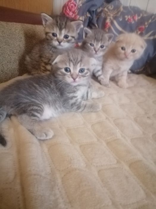 Скоттиш фолд, скоттиш фолд вязка