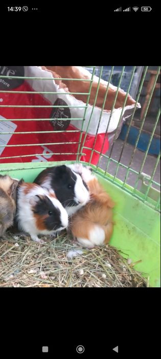 декоративні свинки розмовляюча