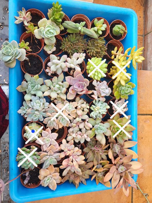 Suculentas em vaso 5.5