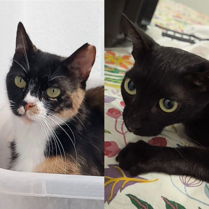 Gatinhas Jovens Abandonadas para Adoção!