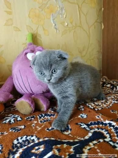 Британские котята