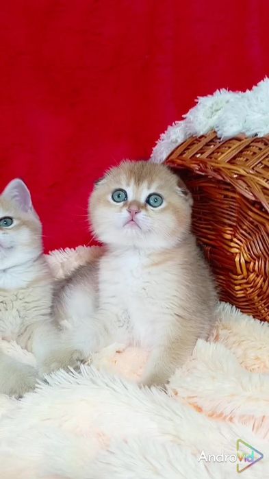 Невероятно красивые котята золотые шиншиллы