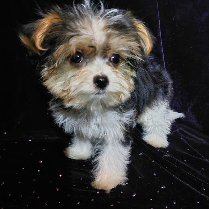 Экстра міні биверйорк