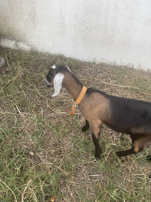 Cabrito/a raça anglonubiana