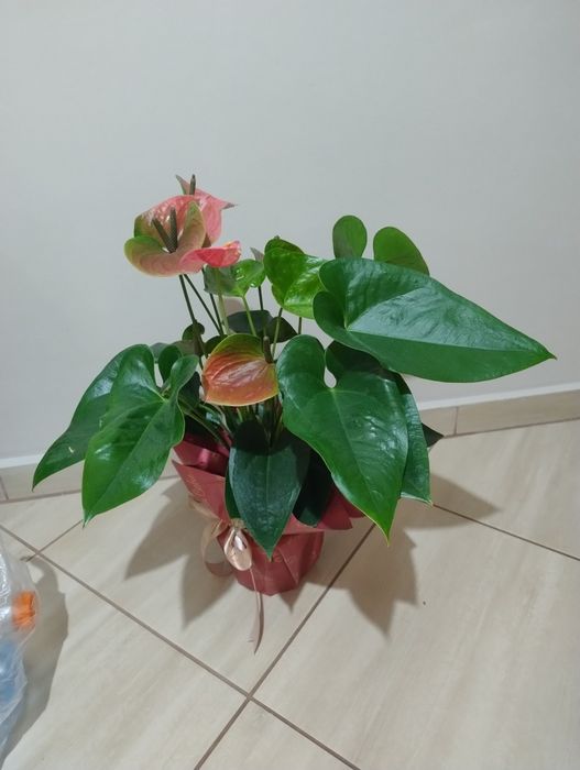 Sprzedam anthurium duże