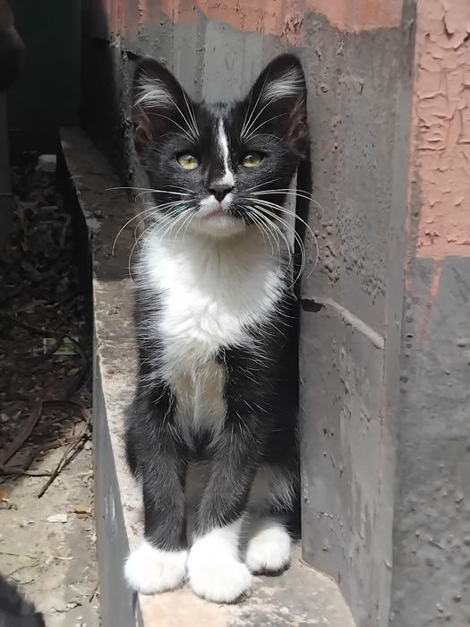 Котята бесплатно