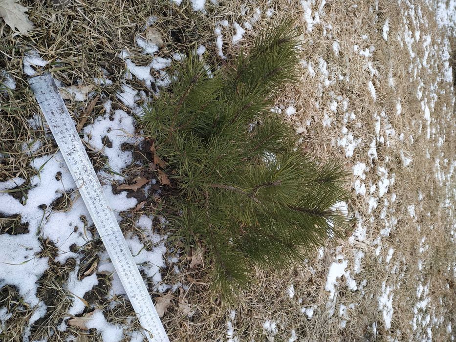 Сосна горная 'Мугус'. Декоративные растения