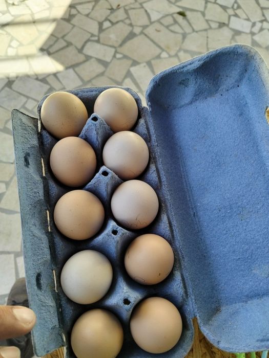 Ovos galados pedrês portugueses