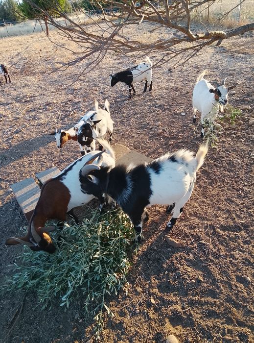 Venda de cabritos