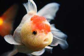 GB Welon Lwia Główka Welonek Biały z Czerwoną Głową ,,Złota Rybka ''