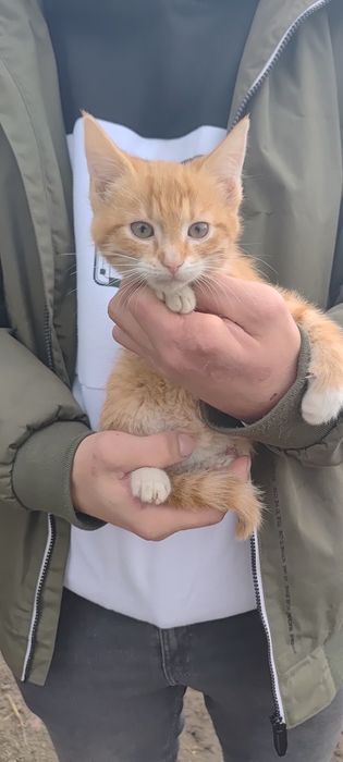 Oddam 3 małe kotki w dobre ręce