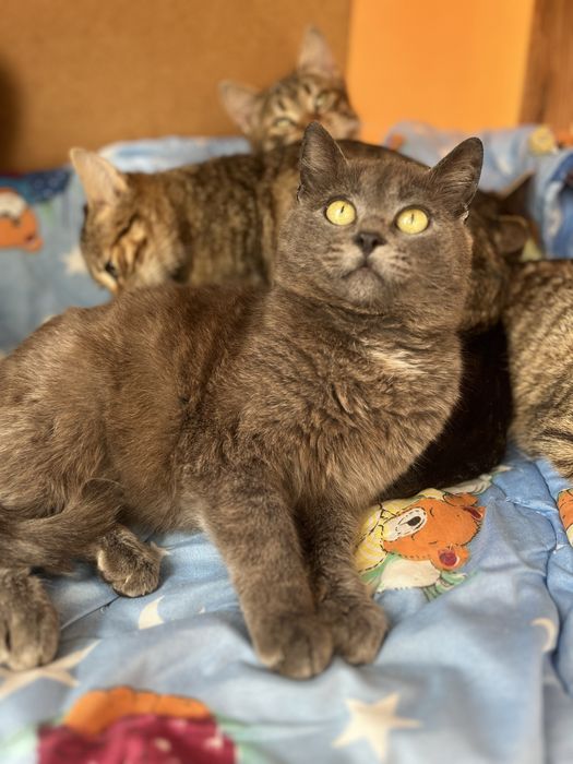 Пепельный мальчик 5-6 мес