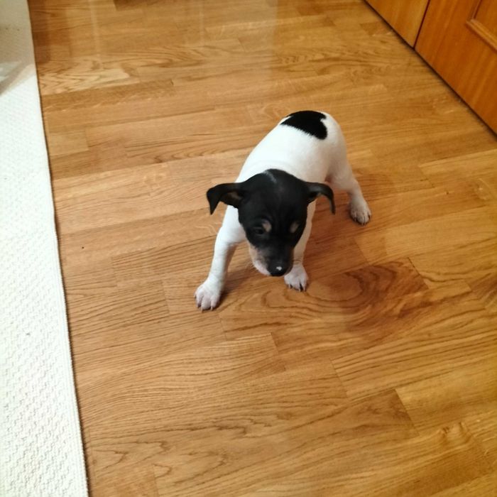 Budeguero macho autêntico  só