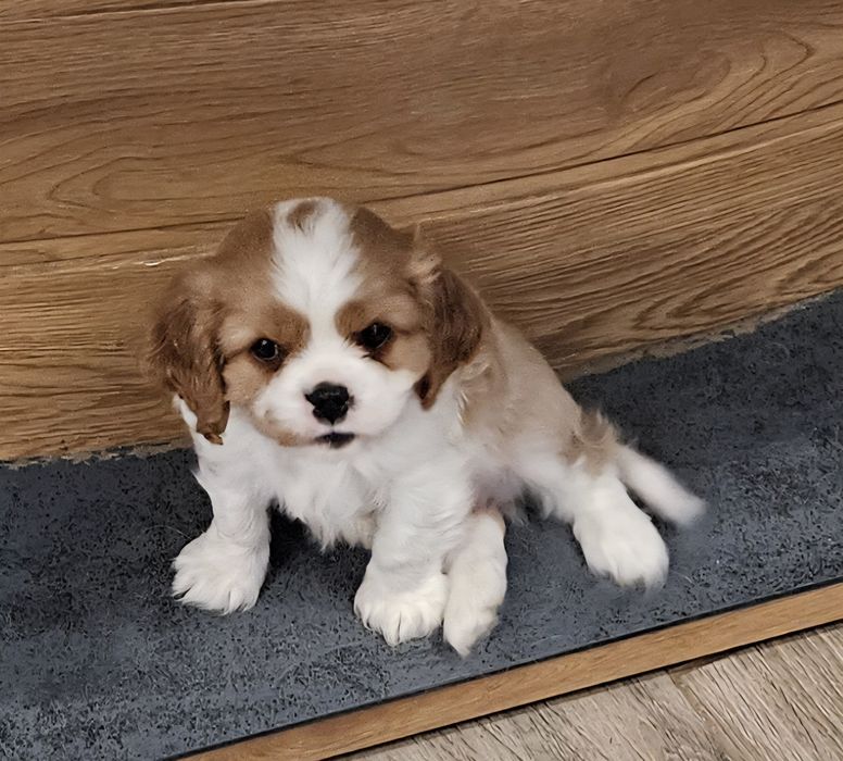 Cavalier King Charles Spaniel