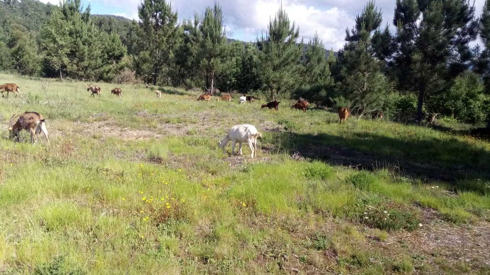 Cabras raça travessa