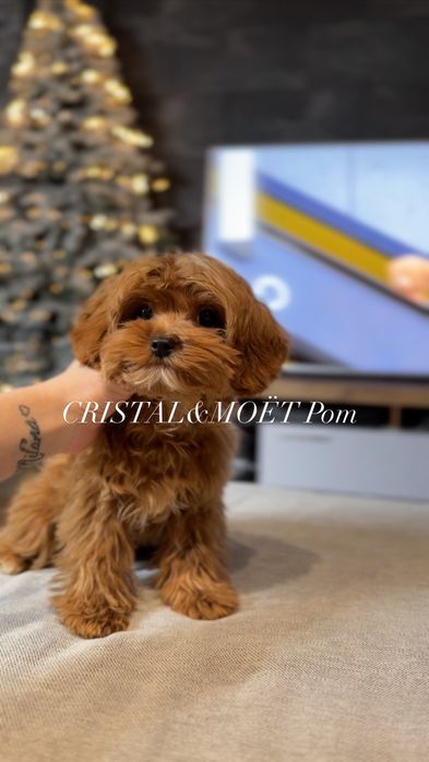 КарамельныйТикап мальчик.Кавапу(мальтипу)микро,Китай.5 месяцев990грамм