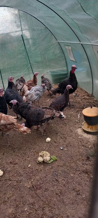 Sprzedam Indory z 2025