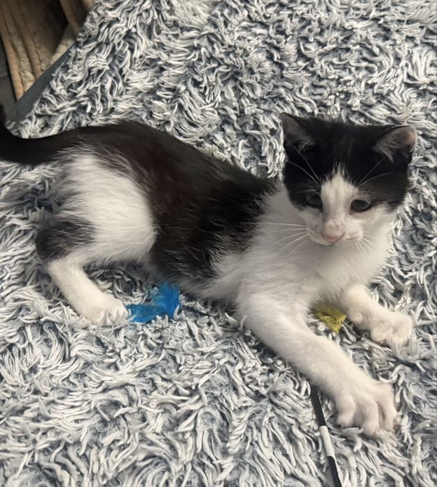 Kociaki do adopcji