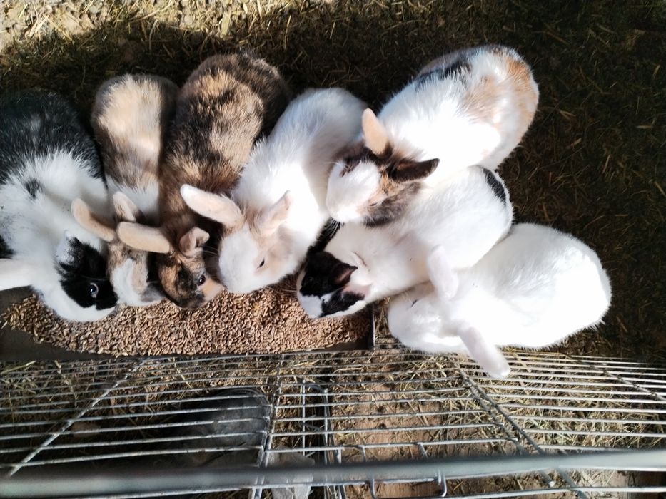 Sprzedam miniaturki samiczki