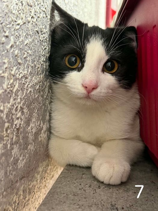 Kocia rodzinka poleca się do adopcji