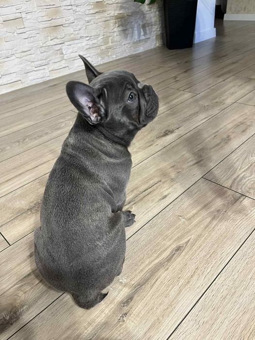 Buldog francuski blue szczeniak gotowy do odbioru