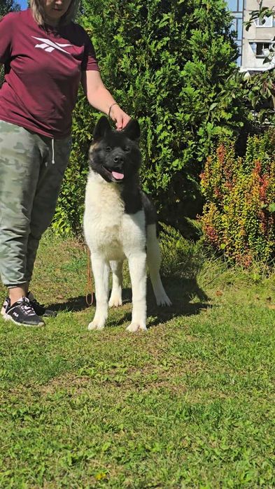 Американська акіта 8 місяців — готова леді для вашої сім’ї