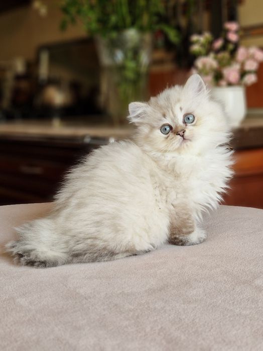 Породистый британський кот, серебристый линкс поинт