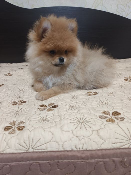 Девочка померанского шпица