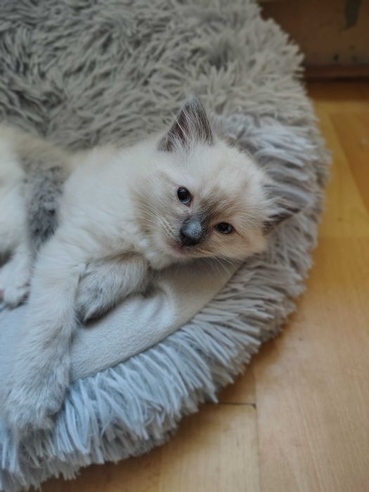 Piękny Kocurek Ragdoll
