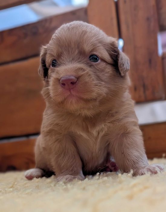 Szczenię Nova Scotia Duck Tolling Retriever
