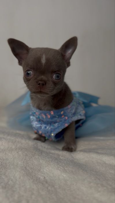 Liliowa suczka chihuahua mini