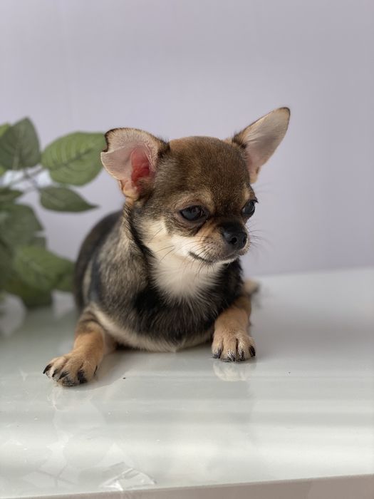 Чіхуа хлопчик гарнесенький