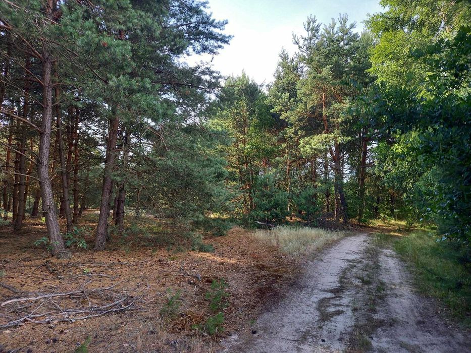 Działka leśna 6800 m Sudzin/nad Pilicą gm. Żytno - Widok 4