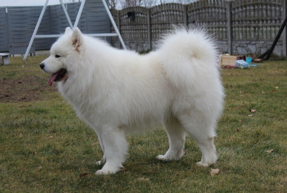 Samoyed/Samojed Reproduktor