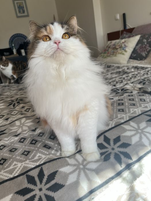 Fêmea Haighland straight/