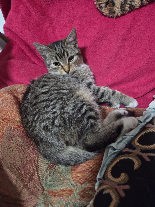 Oddam koty w dobre ręce