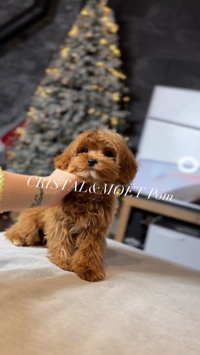 КарамельныйТикап мальчик.Кавапу(мальтипу)микро,Китай.5 месяцев990грамм