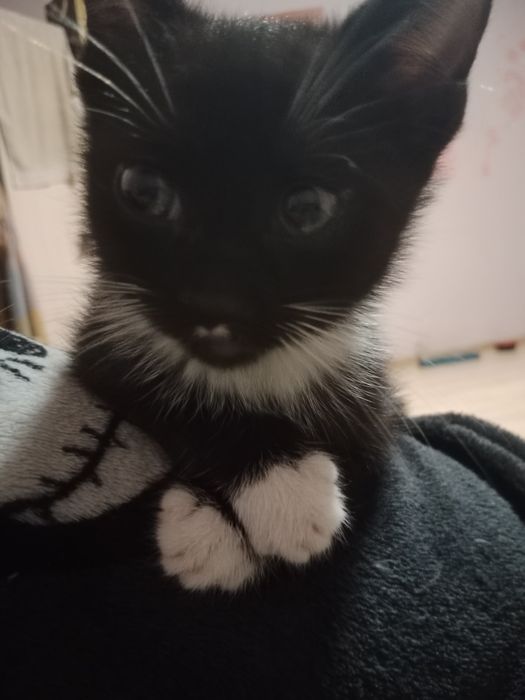 Oddam kotków w dobre ręce