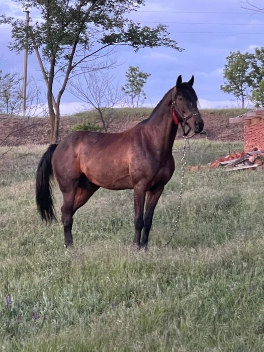 Продаётся орловской породы